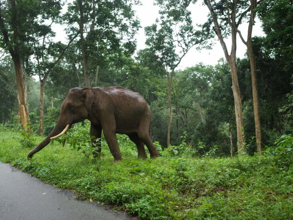 best wildlife sanctuary in karnataka