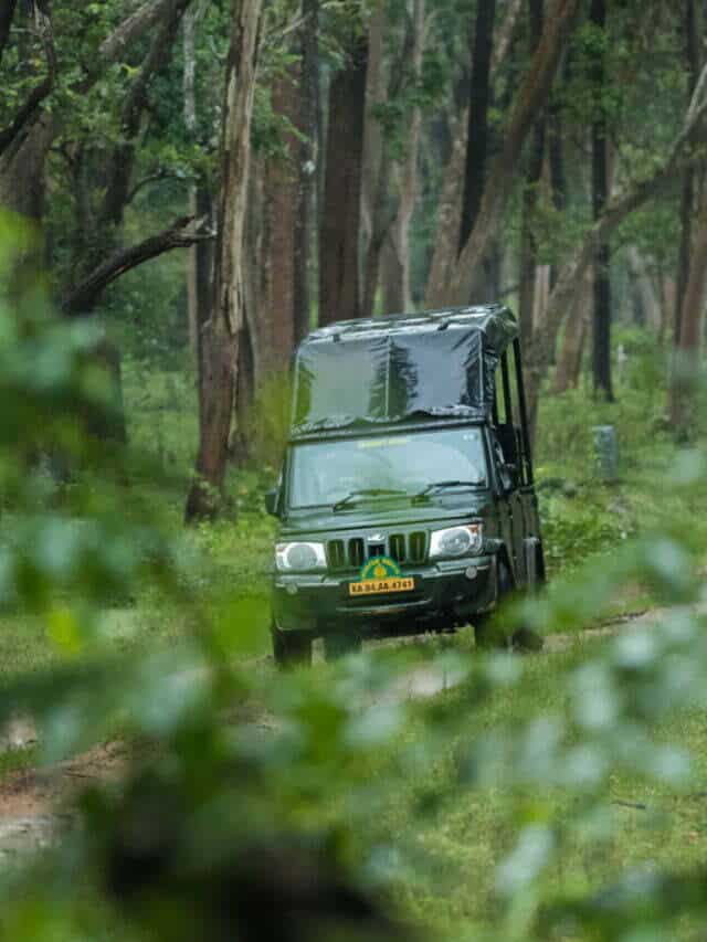 What do YOU see on a Kabini Safari?