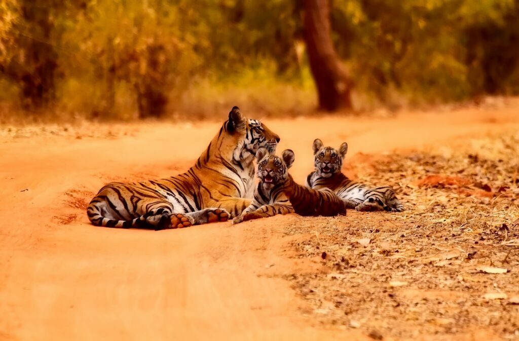 wildlife photography india national parks