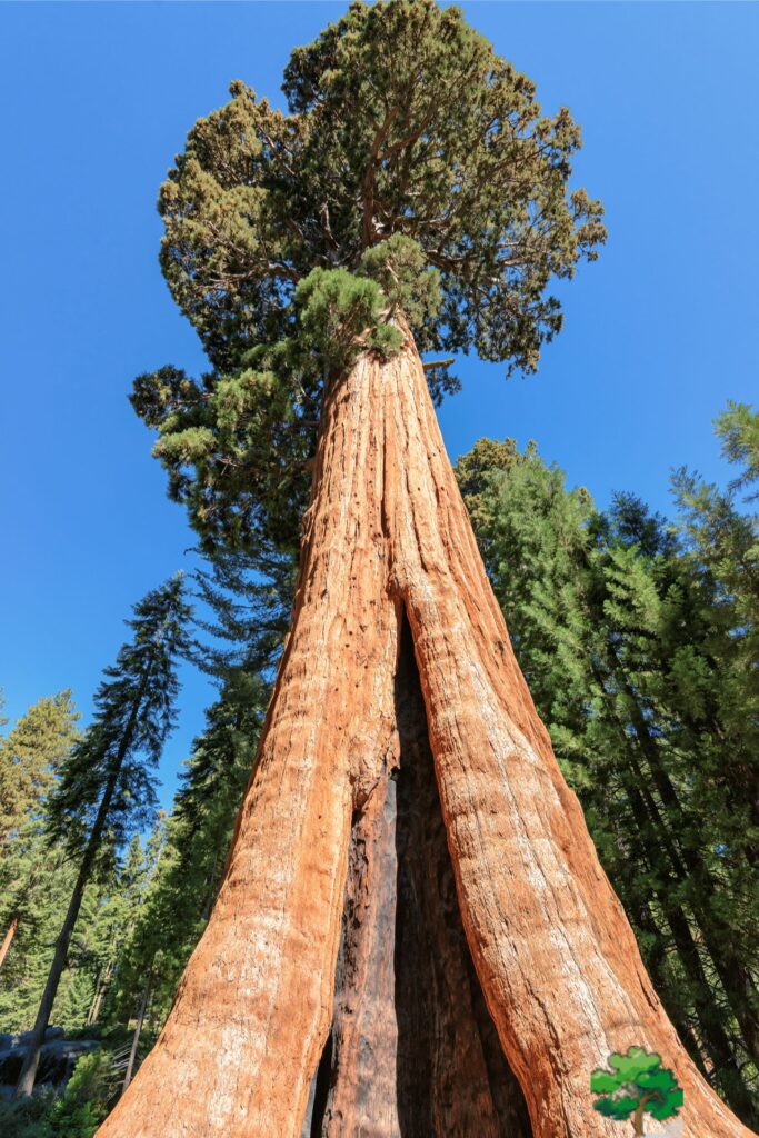 LOS ANGELES TO YOSEMITE NATIONAL PARK