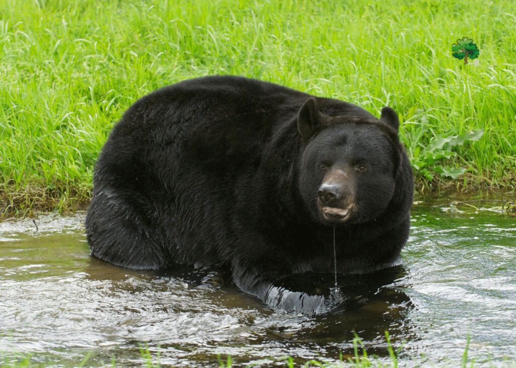 Deschutes National Forest in oregon bears