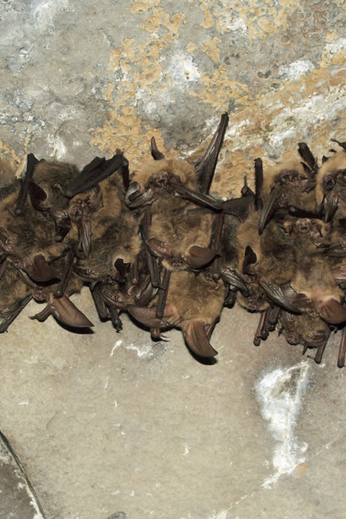 Bats caves Wildlife facts in Guadalupe Mountains National Park