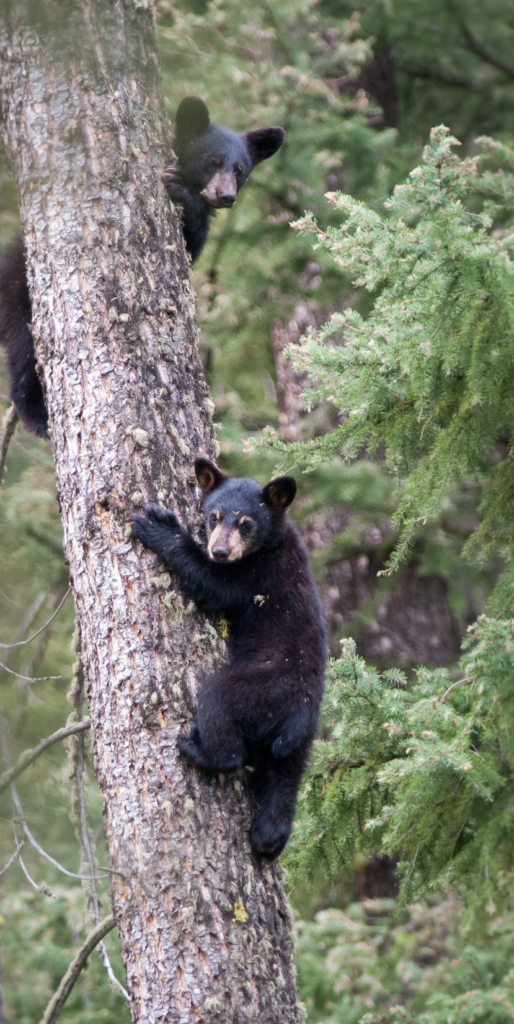 15 Animals We Saw In The Olympic National Park 