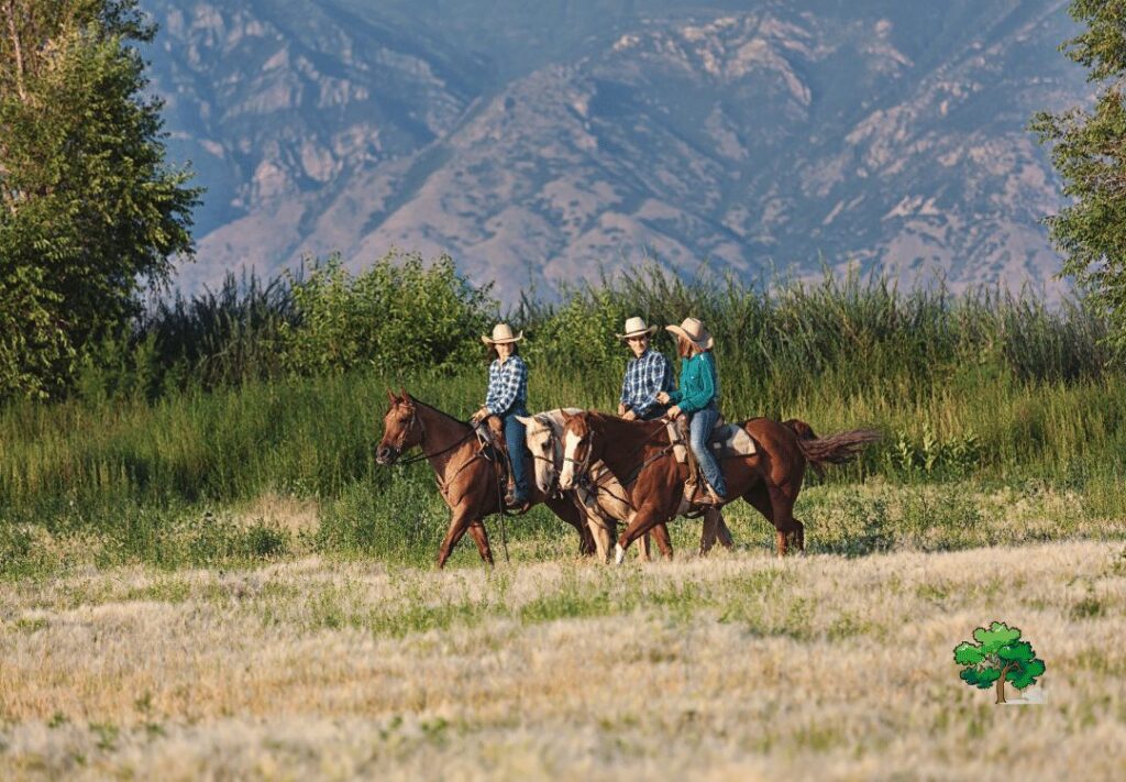 Hayden Valley, Yellowstone: 7 Reasons To Go!