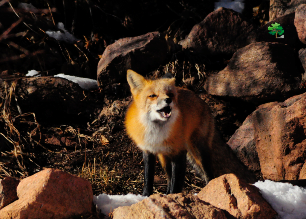 8 Unique Animals In Virginia Seen On A Camping Trip!