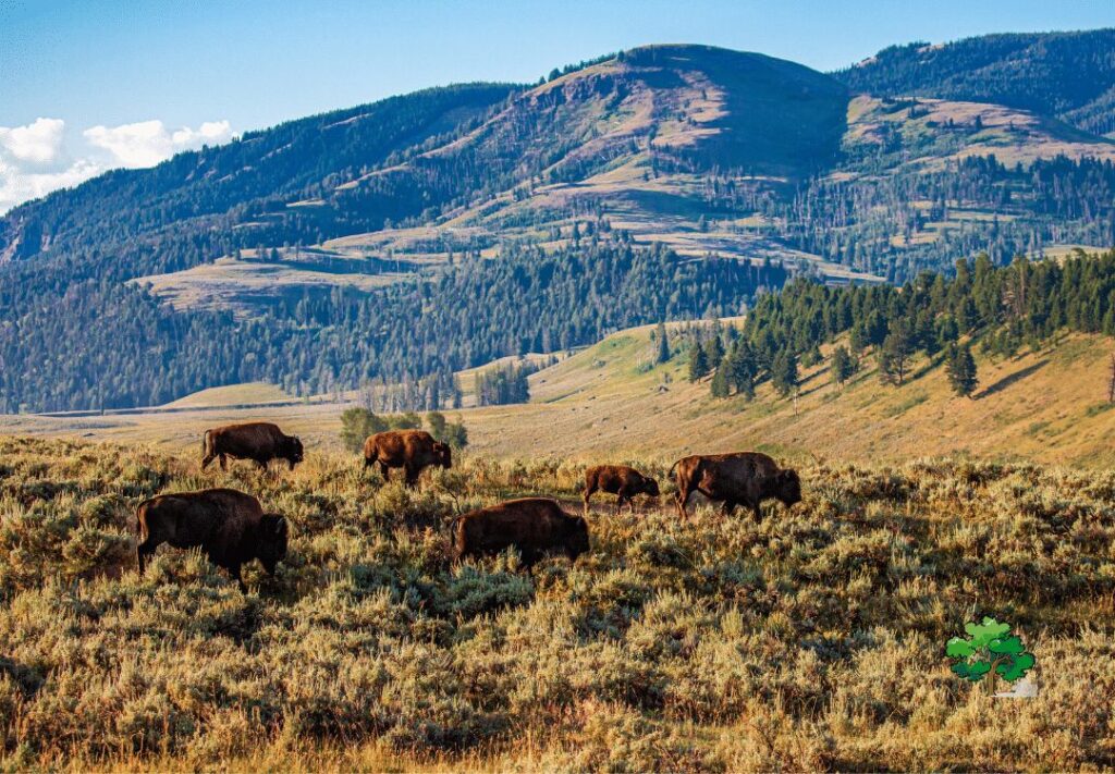 denver to yellowstone