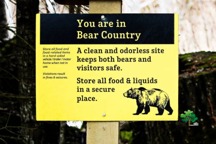 Essential Camping Tips in Yellowstone National Park