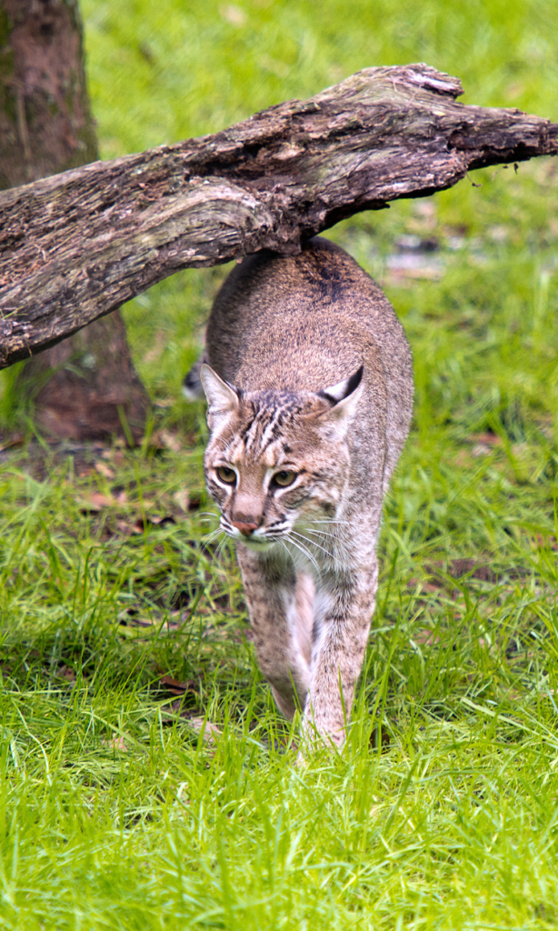 19 Animals in San Isabel National Forest Seen on Hikes (Photos and Tips Included) Animals in San Isabel National Forest