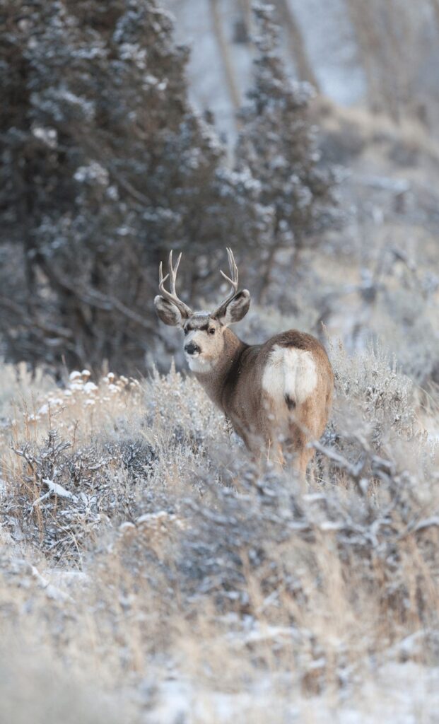 Mule deer tahoe national forest wildlife