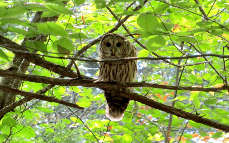 Barred Owl Acadia National Park