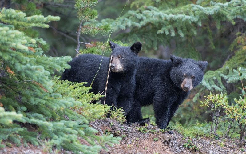 Black Bears Acadia National Park