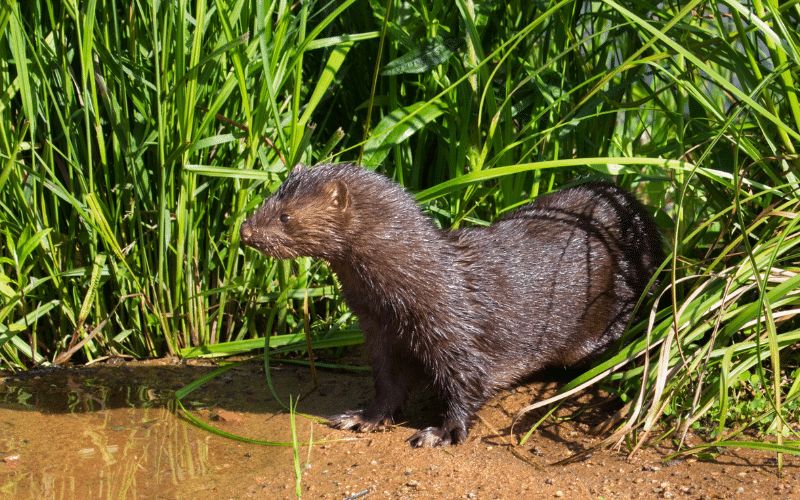 12 Animals in Acadia National Park Seen on Our Hikes! Minks Acadia National Park
