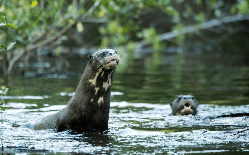 12 Animals in Acadia National Park Seen on Our Hikes! Otters Acadia National Park