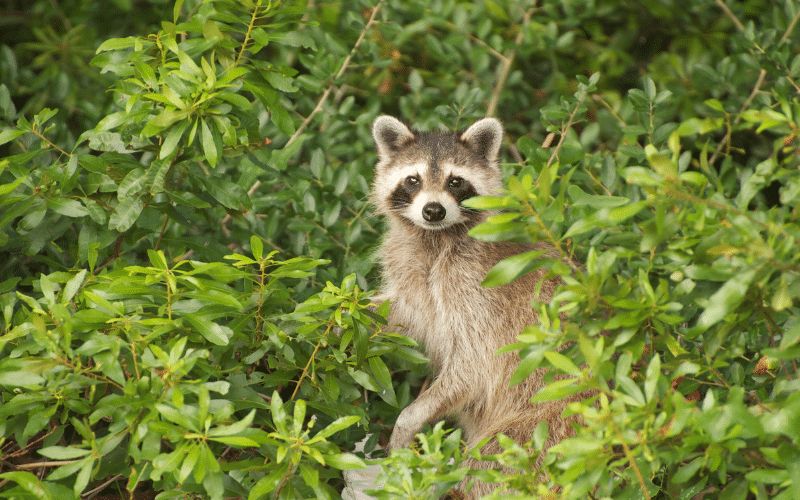 12 Animals in Acadia National Park Seen on Our Hikes! Raccoons Acadia National Park
