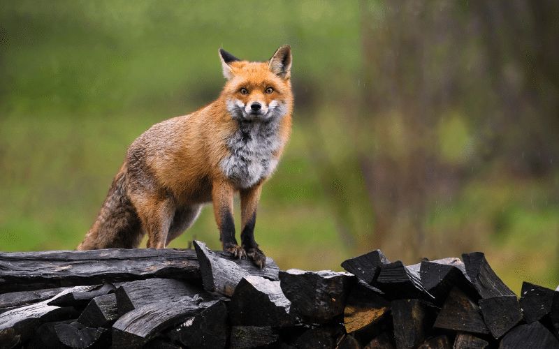 Red Fox Acadia National Park
