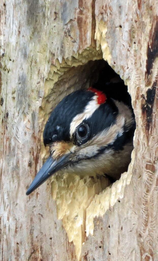 Theodore Roosevelt National Park Hairy Woodpecker