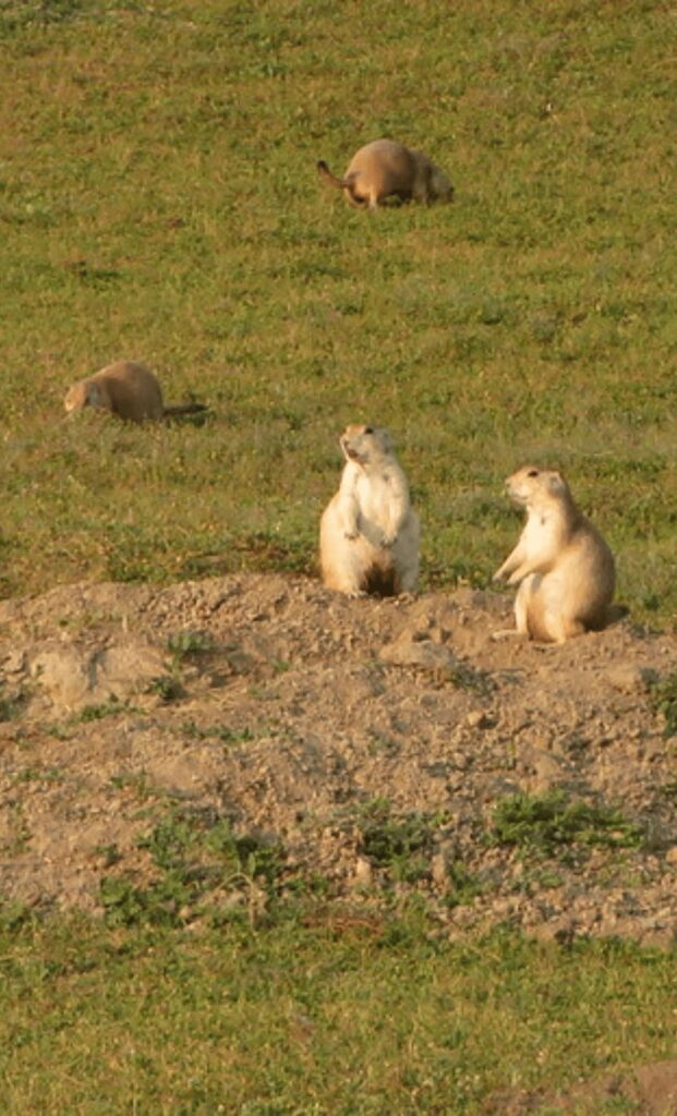 Theodore Roosevelt National Park Prarie dogs
