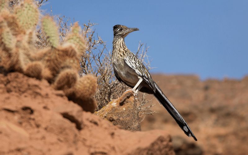 road runner fun facts about joshua tree national park 