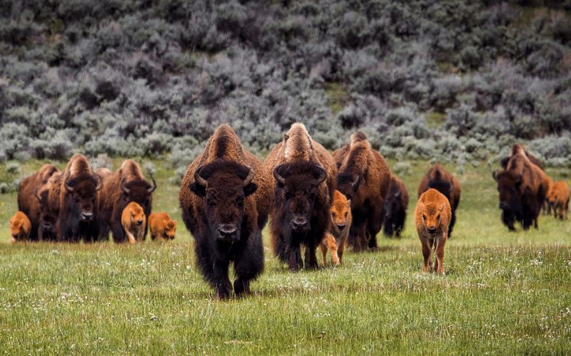buffalo gap national park