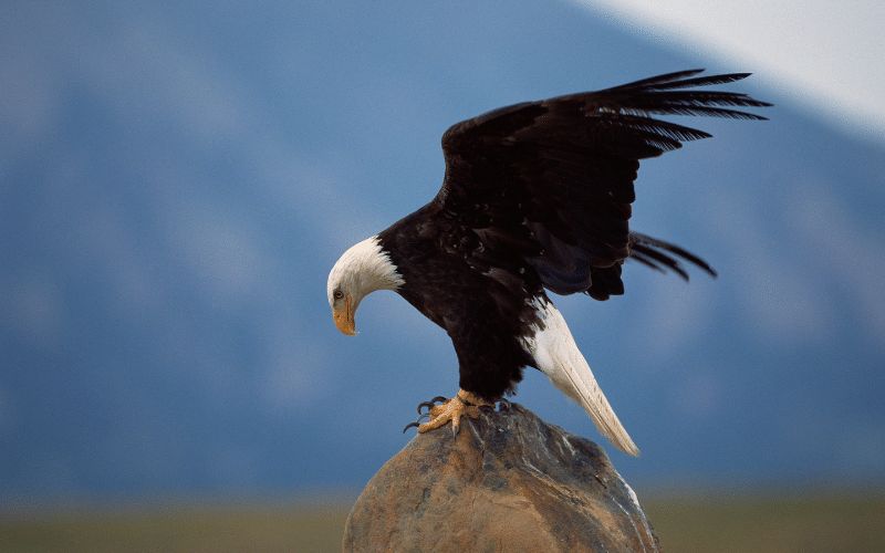 Bald eagles National Forest blog