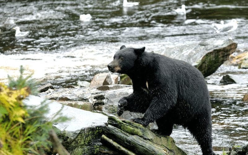 19 Animals in San Isabel National Forest Seen on Hikes (Photos and Tips Included) Black bear San Isabel National Forest