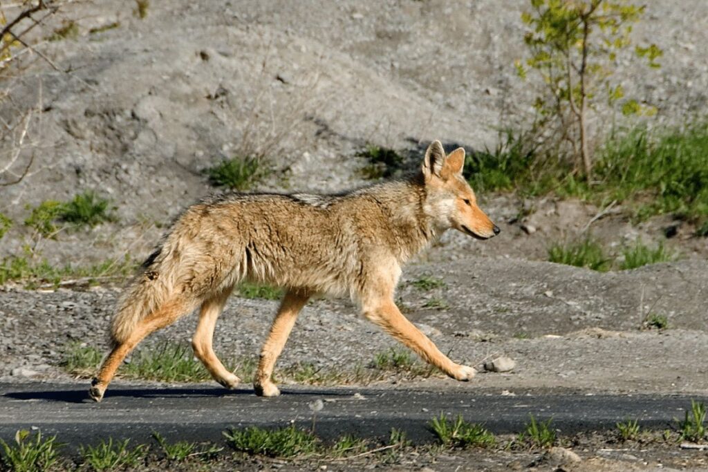 Coyotes Buckhorn State Park wildlife