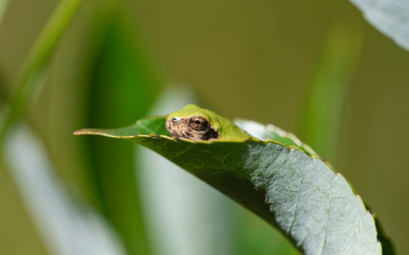 Eastern gray treefrog National Forest blog