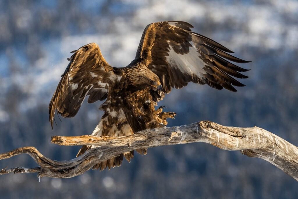 Golden eagles Badlands National Park wildlife