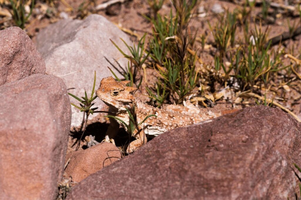 Mountain-short-horned-lizards-Guadalupe-Mountains-National-Park
