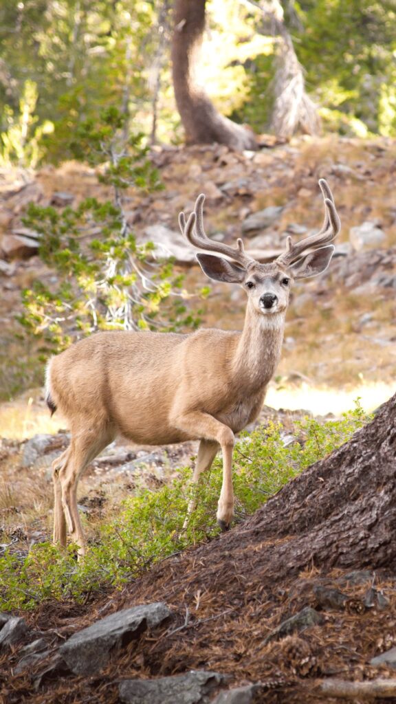 Mule deer facts yosemite wildlife
