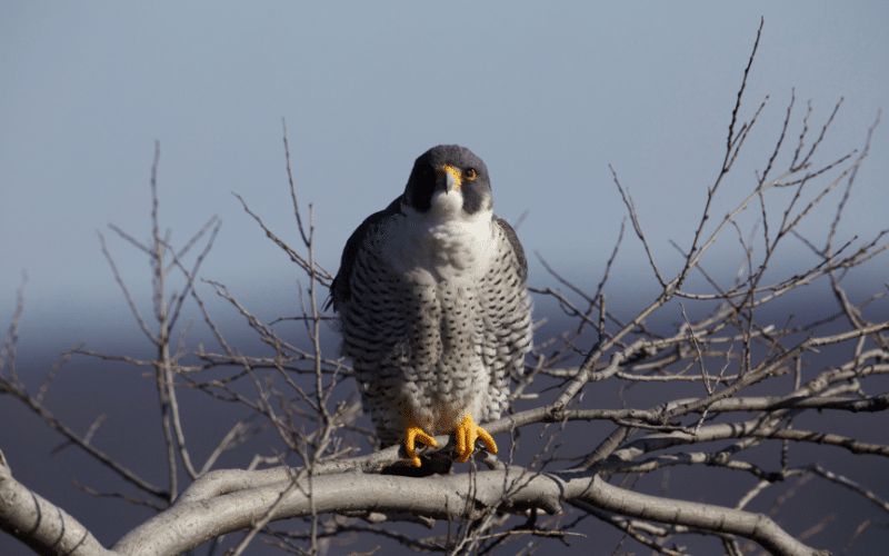 Peregrine falcons National Forest blog