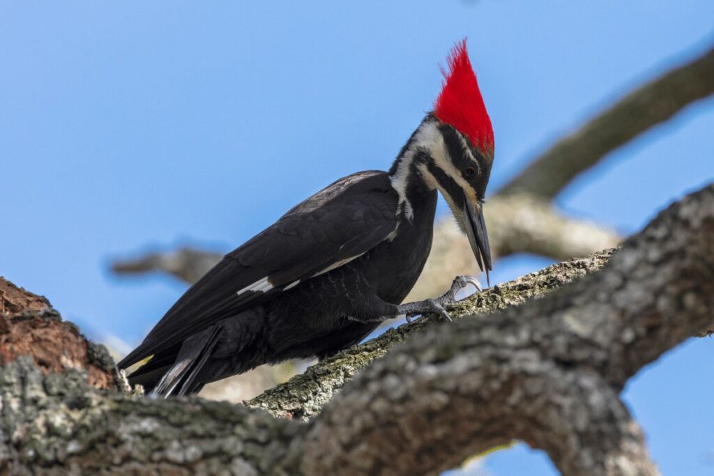 Pileated woodpeckers Deschutes National Forest