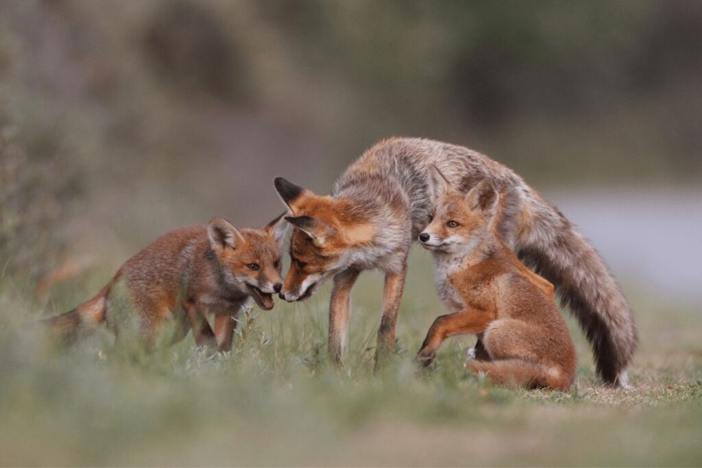 Red Foxes Nebraska wildlife camping