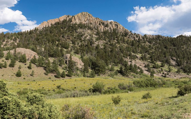 San Isabel National Forest wildlife