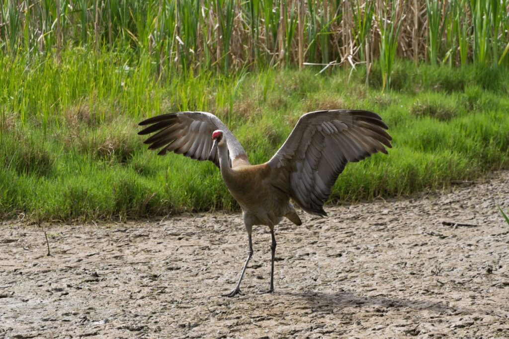 Sandhill cranes Buckhorn State Park wildlife