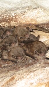 The endangered Indiana bat Shawnee National Forest wildlife