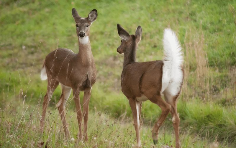 LaCreek National Wildlife Refuge deer