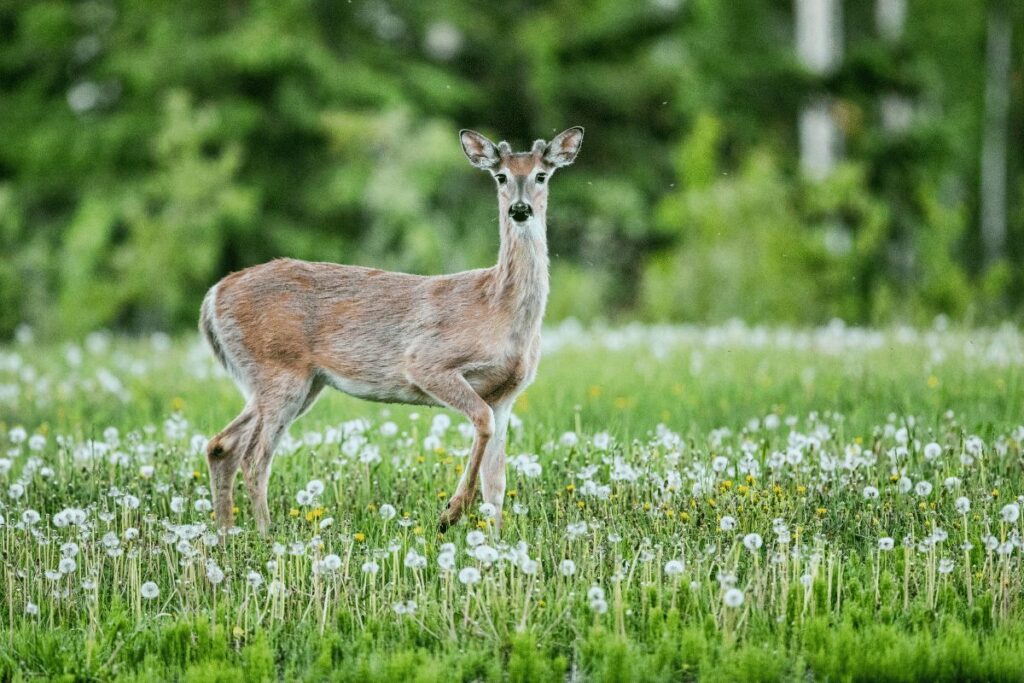 Whitetail deer Buckhorn State Park wildlife