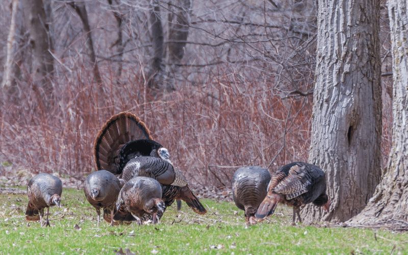 Wild turkey Shawnee National Forest blog