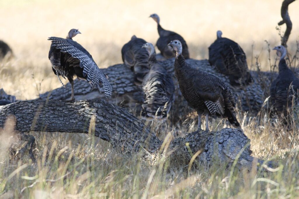 Wild turkeys Buckhorn State Park wildlife