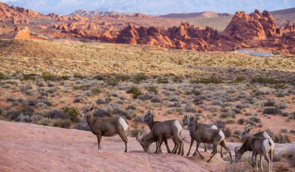 valley of fire animals