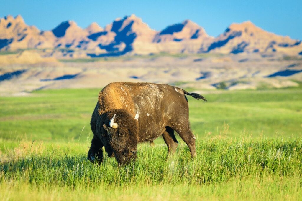 badlands national park best hikes wildlife