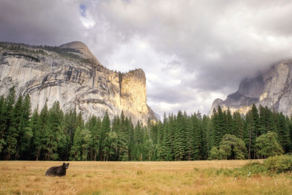 8 Reasons to Go to Yosemite National Park (Things to do Included) bears Yosemite National Park