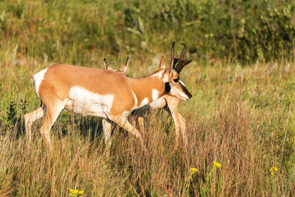 Animals in Badlands National Park