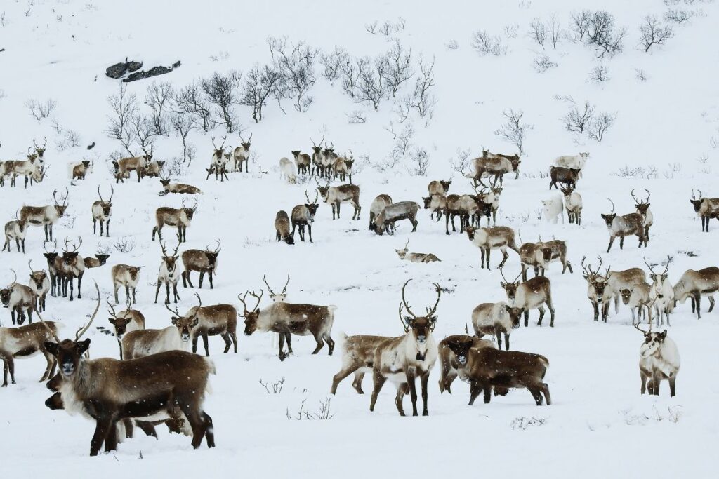 13 Animals In Alaska We See Every Winter! (Photos, Hotspots And Tips ...