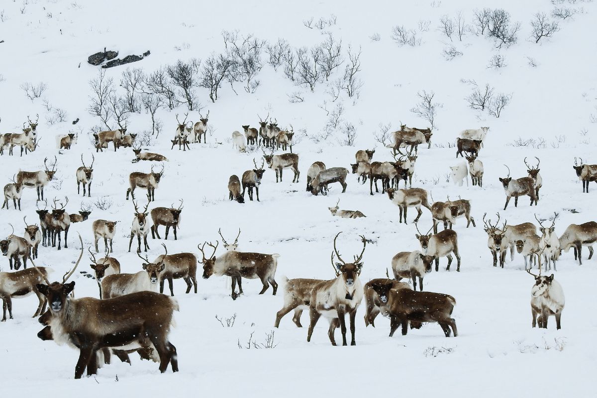 13 Animals In Alaska We See Every Winter! (photos, Hotspots And Tips 