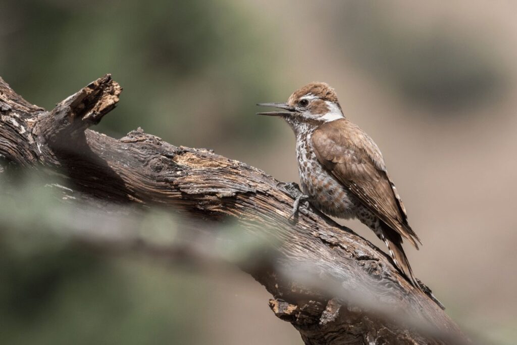 10 Animals in Coronado National Forest We Saw On Our Hikes! (Photos and Tips Included) Arizona Woodpecker Coronado National Forest