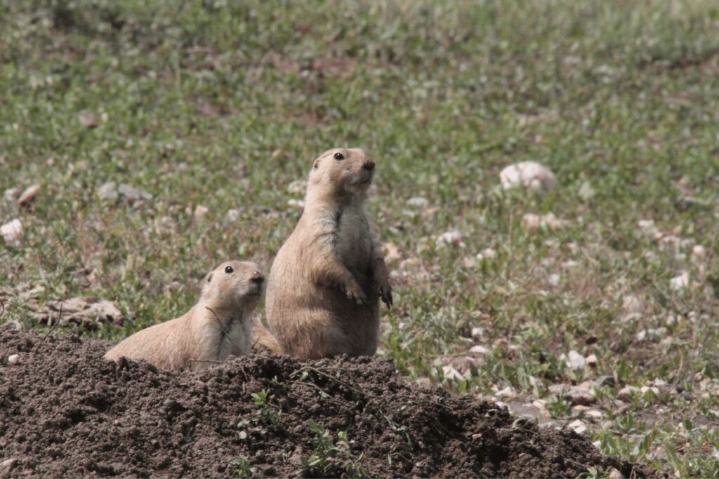 10 Animals in Coronado National Forest We Saw On Our Hikes! (Photos and Tips Included) Black tailed prairie dogs Coronado National Forest