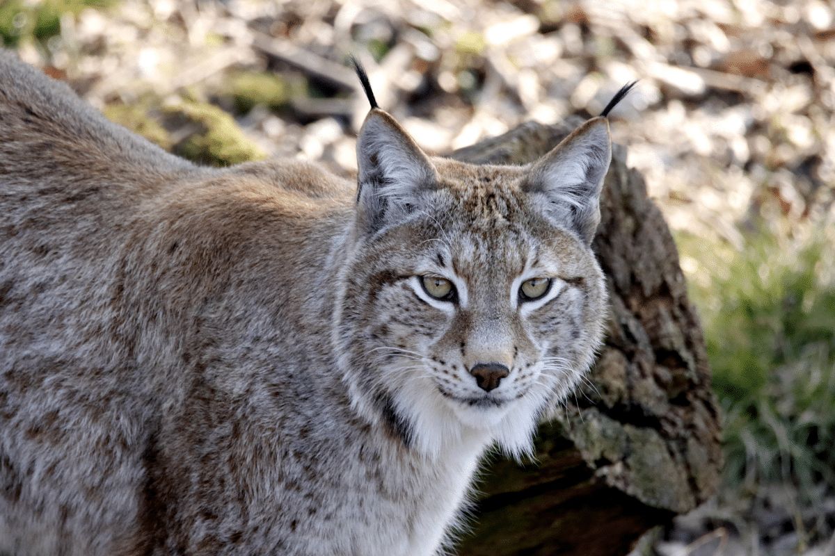 14 Animals In North Cascades National Park On A Hike (Photos And ...