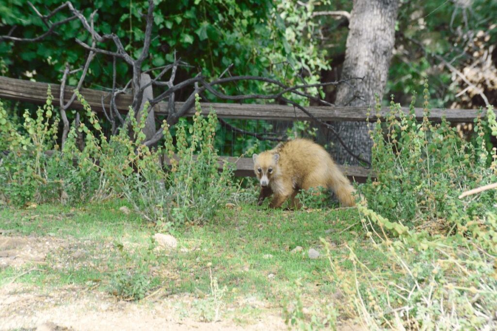 10 Animals in Coronado National Forest We Saw On Our Hikes! (Photos and Tips Included) Cottontail rabbits Coronado National Forest 1